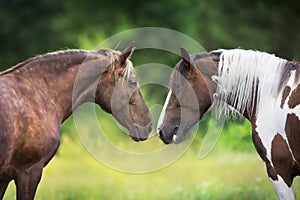 Couple horse portrait