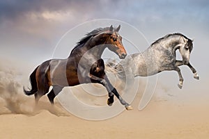 Couple of horse run on desert