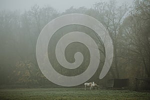 Couple of horses in distance standing on the pasture near their shelter during the foggy autumn morning