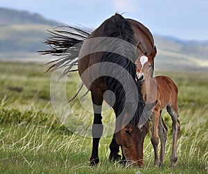 Couple of horses are grazing in boundless Kazakhstan steppes.