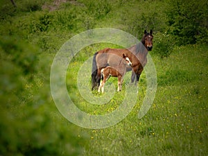 Couple of horses in green field in Navarra mountains.