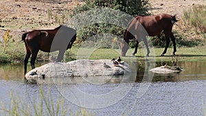 Couple of horses in Los Barruecos, Extremadura, Spain