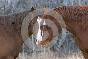 Couple of horses in love