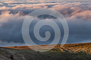 A couple of horses on a mountain over a sea of fog at sunset, with beautiful warm colors and a tree in the foreground