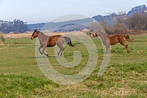 A couple of horses running