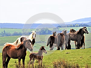 Couple of horses standing in a meadow