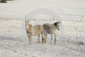 A couple of horses standing in white snow