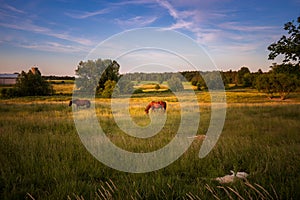 Couple of horses takes a evening stroll through rural Ontario, Canada