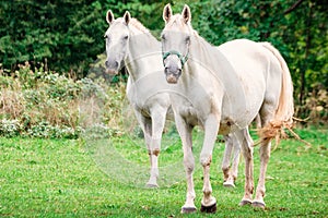 Couple of horses