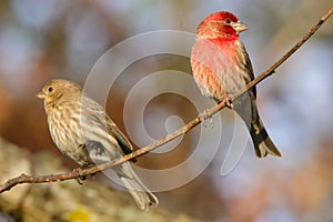 Couple of house finches perched on a twig. Haemorhous mexicanus.