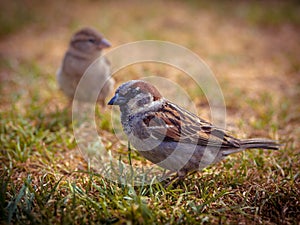 Couple of house sparrow