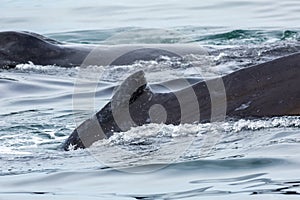 Couple humpback whales in Pacific Ocean. Water area near Kamchatka Peninsula.