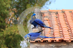 Da giacinto pappagallo brasiliano animali e piante 