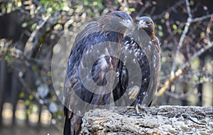 Couple of Iberian Golden eagles or Aquila chrysaetos photo