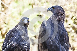 Couple of Iberian Golden eagles or Aquila chrysaetos photo