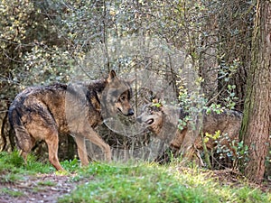 Couple of iberian wolves Canis lupus signatus in heat season