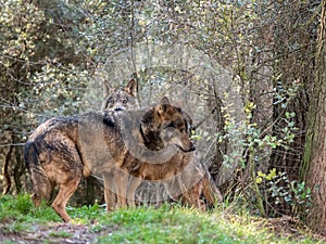 Couple of iberian wolves Canis lupus signatus in heat season