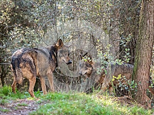 Couple of iberian wolves Canis lupus signatus in heat season