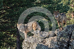 Couple of iberian wolves Canis lupus signatus over a rock