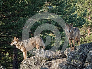 Couple of iberian wolves Canis lupus signatus over a rock