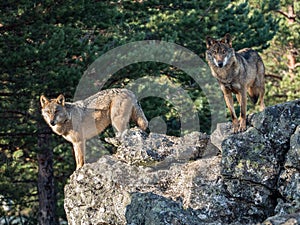 Couple of iberian wolves Canis lupus signatus over a rock