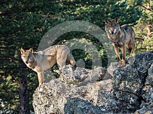 Couple of iberian wolves Canis lupus signatus over a rock photo