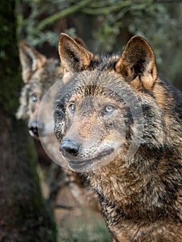 Couple of iberian wolves photo