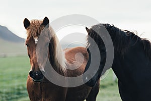 Couple of icelandic horses