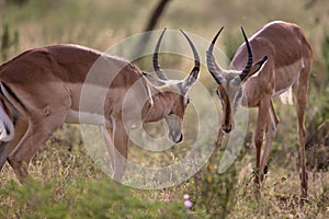 Couple of Impalas fighting