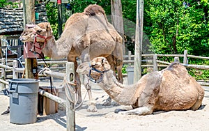 Couple of indian camels having rest