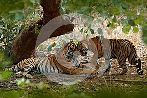 Couple of Indian tiger, male in left, female in right, first rain, wild animal, nature habitat, Ranthambore, India. Big cat, endan