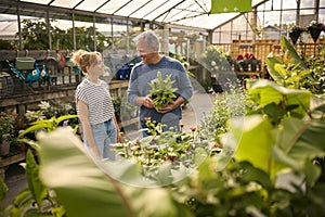 Couple Inside Greenhouse In Garden Centre Choosing And Buying Plants 