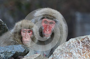 Couple of japanese snow monkeys Macaca Fuscata