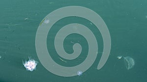 Couple of jellyfish floating in a green sea seen from above - common jellyfish and blue jellyfish and some sand lance fishes