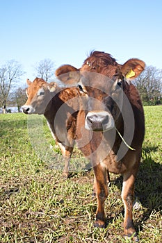 Couple of jersey cows photo