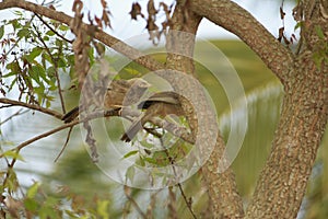 Couple of jungle babblers on a branch of a tree being playful with each other. Amazing creatures are lovely and creative