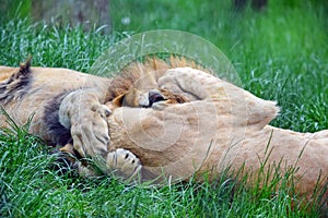 Couple of Katanga Lions Playing in Grass Portrait