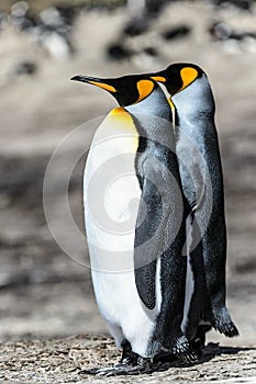 Couple of the KIng penguins.