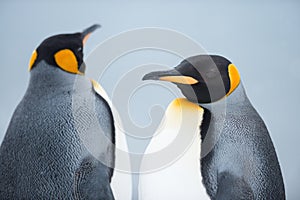 Couple of the King penguins