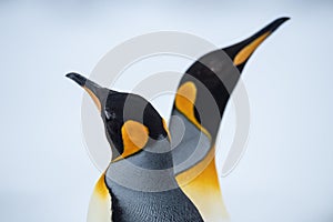 Couple of the King penguins