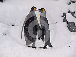 Couple of King Penguins at Asahiyama Zoo
