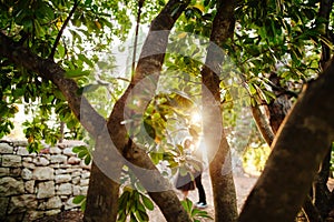 Couple kiss under tree