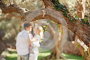 Couple kiss under tree in green park at sunset