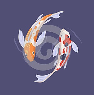 Couple of koi fishes swimming alongside in Asian pond. Two oriental Japanese decorative carps in water top view. Harmony