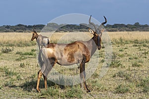 Couple of kongoni antelopes grazing in savanna