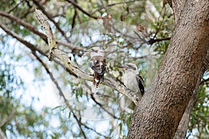 Couple of Kookaburras on a tree