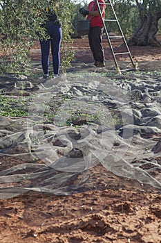 Couple of laborers picking olives