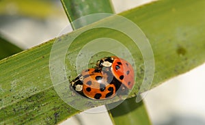 A couple of Ladybugs