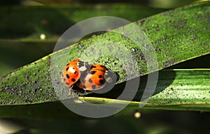 A couple of Ladybugs