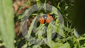 Couple of ladybugs on green plants